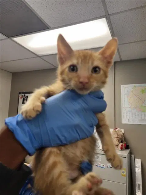 Unknown - Domestic Short Hair