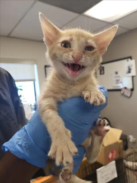 Unknown - Domestic Short Hair
