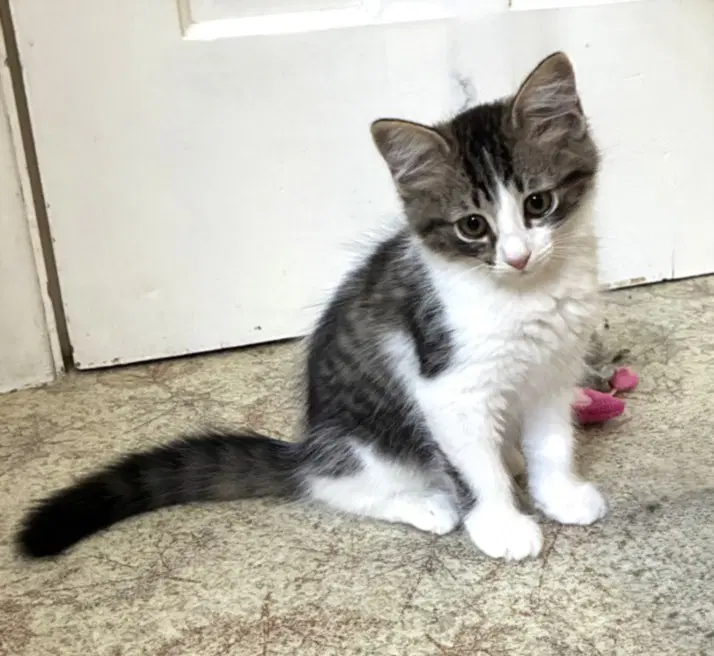 Unknown - Domestic Short Hair