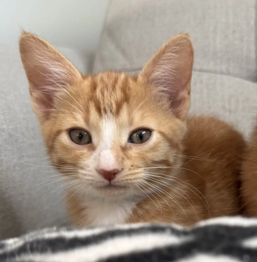 Twix - Domestic Short Hair