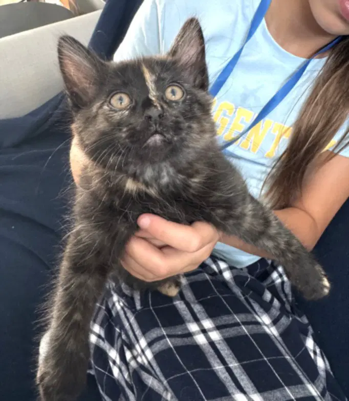Snickers - Domestic Short Hair