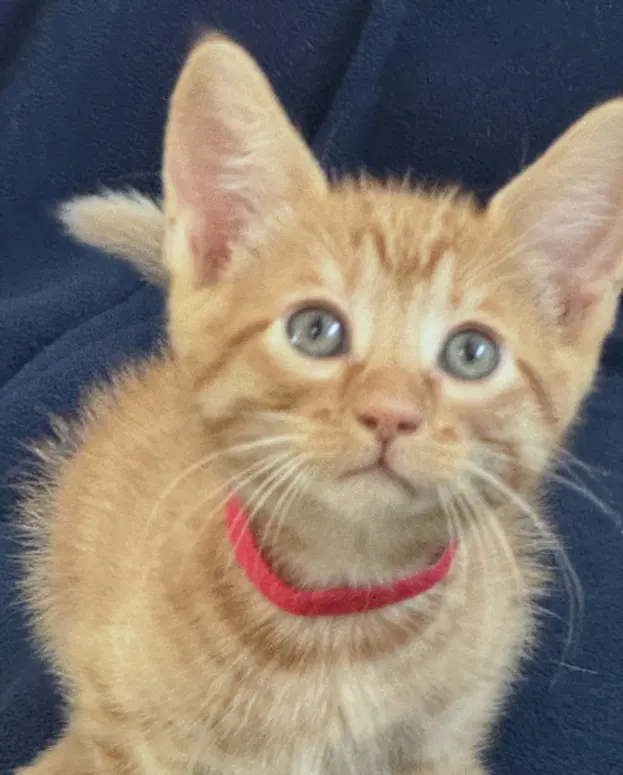 Kit Kat - Domestic Short Hair