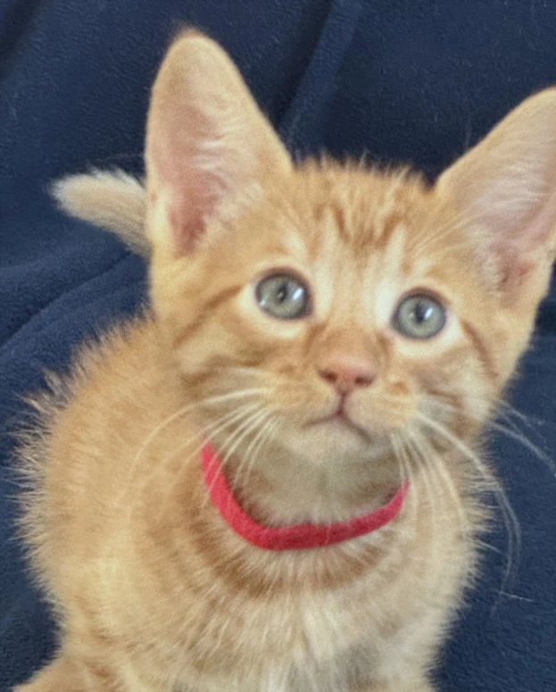 Kit Kat
