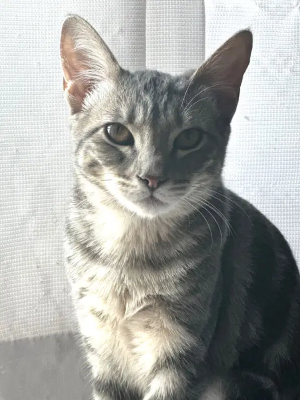 Ashley - Domestic Medium Hair
