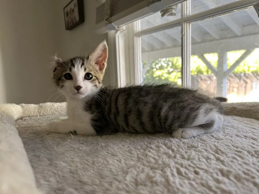 Vincent - Domestic Short Hair