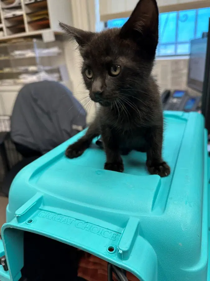 Unknown - Domestic Short Hair