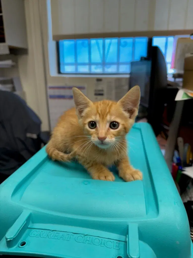 Unknown - Domestic Short Hair
