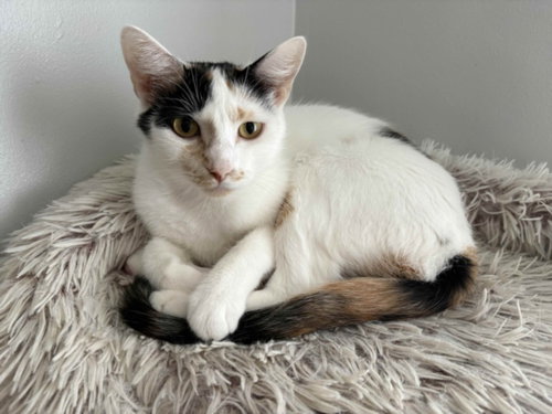 *DUCHESS, a cat for adoption from Burbank Animal Shelter