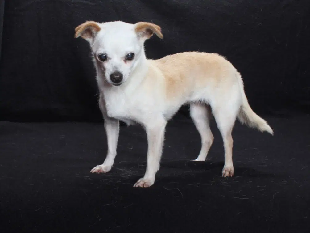 Bernadette - Chihuahua