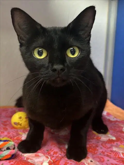 Chica - Domestic Short Hair