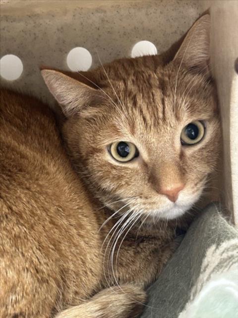 ASAL, a cat for adoption from Burbank Animal Shelter