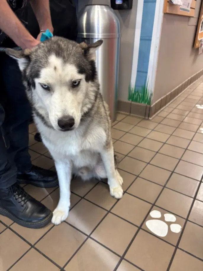 Denali - Siberian Husky