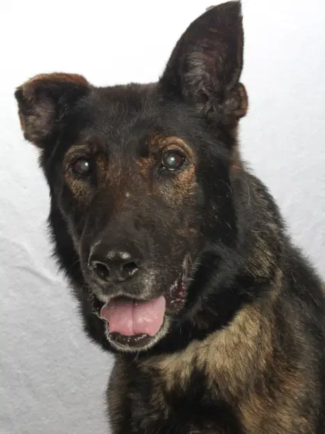 Lucille - Belgian Shepherd Malinois
