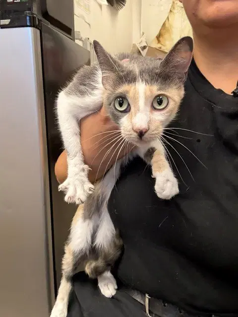 Pearl - Domestic Short Hair