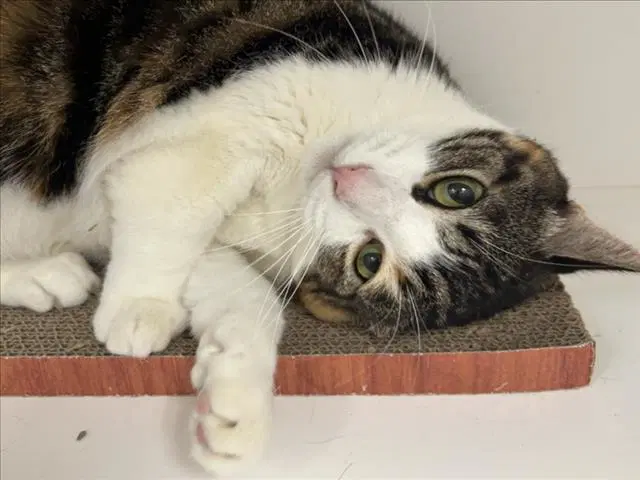 Nala - Domestic Short Hair