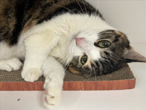 NALA, a cat for adoption from Burbank Animal Shelter