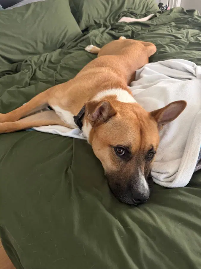 Beck - Pit Bull Terrier