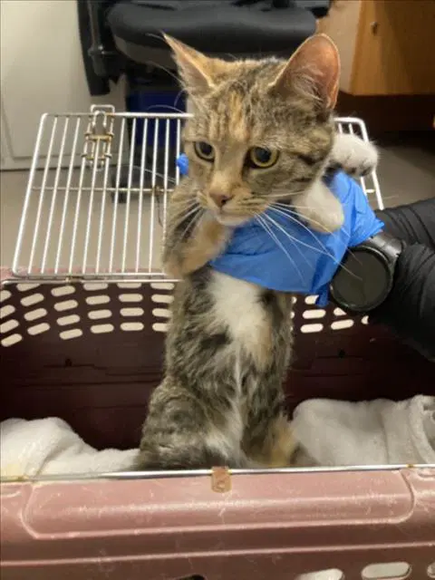 Jenna - Domestic Short Hair