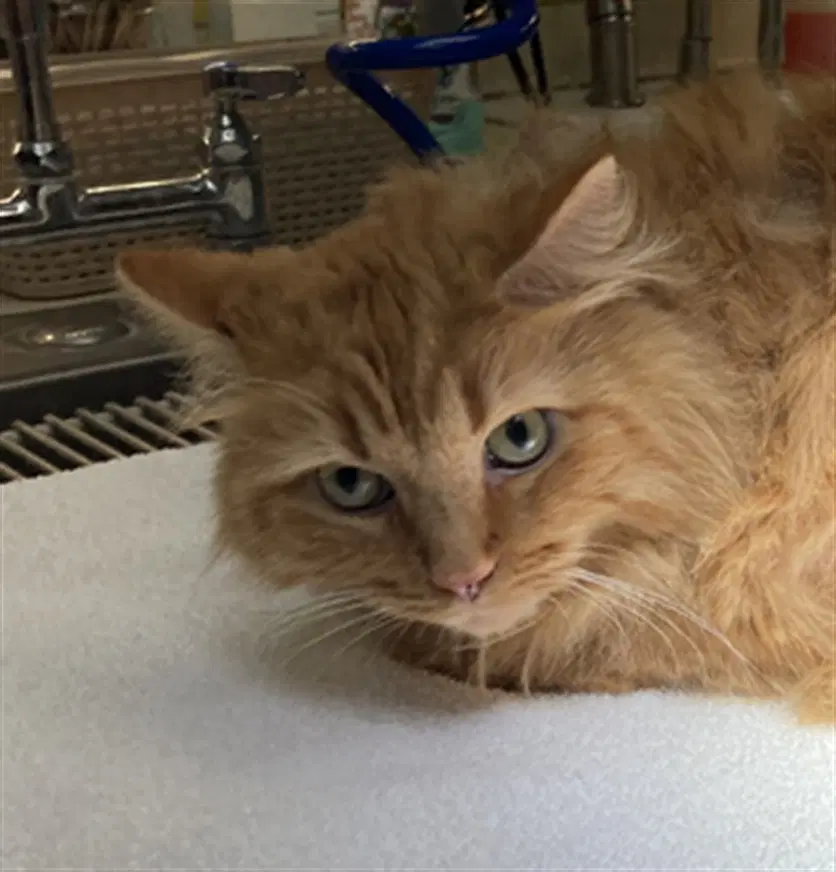 Link - Domestic Medium Hair