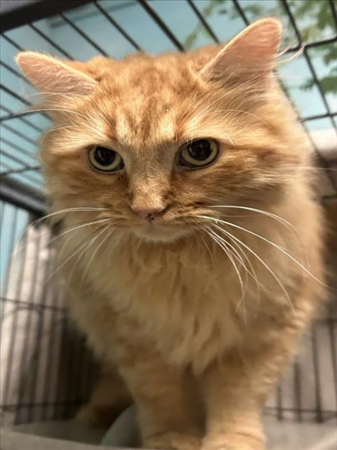 LINK, a cat for adoption from Burbank Animal Shelter