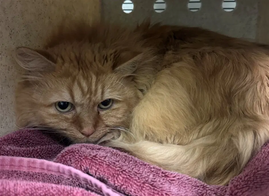 Finny - Domestic Medium Hair