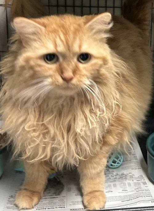 FINNY, a cat for adoption from Burbank Animal Shelter