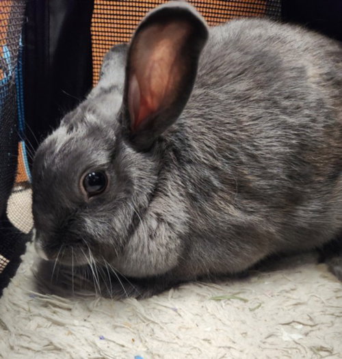 *STORMIE, a rabbit for adoption from Burbank Animal Shelter