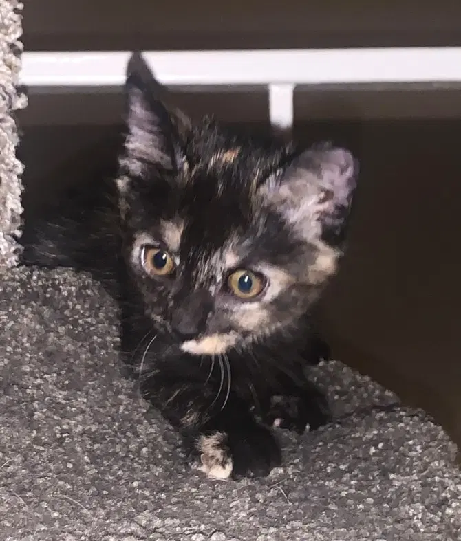 Mallory - Domestic Short Hair