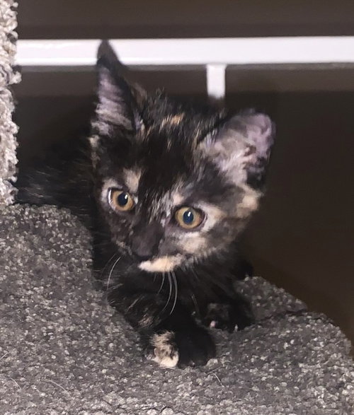 *MALLORY, a cat for adoption from Burbank Animal Shelter