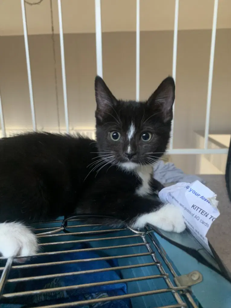 Barrett - Domestic Short Hair
