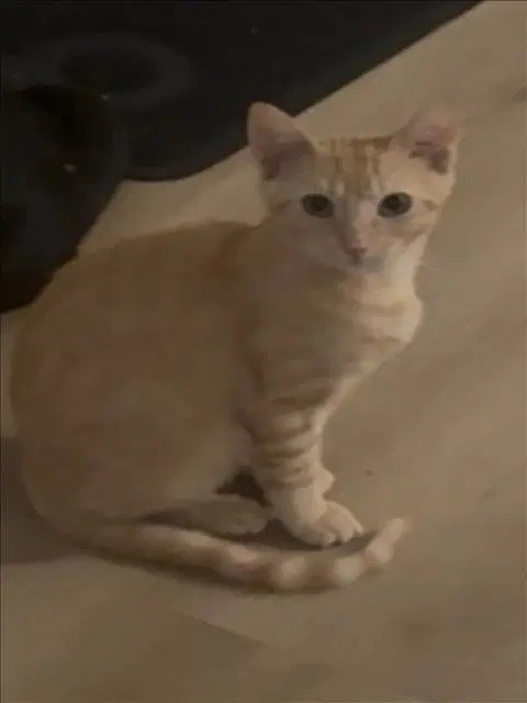 Ember - Domestic Short Hair