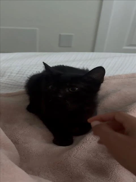 Onyx