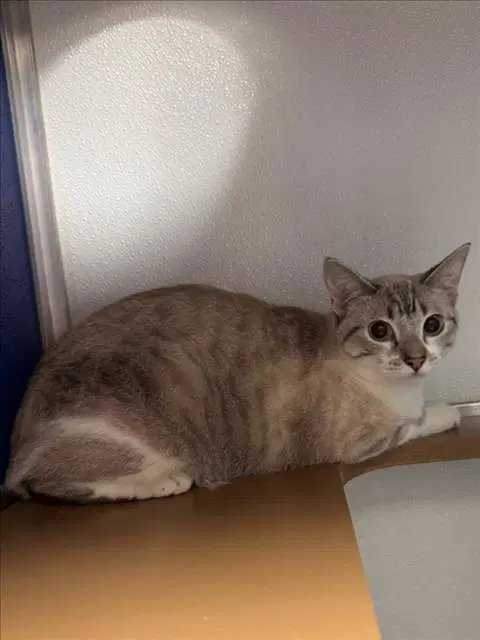 Unknown - Siamese