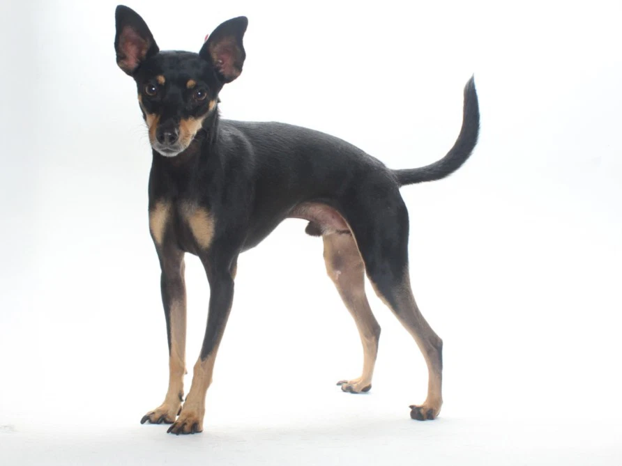 Max