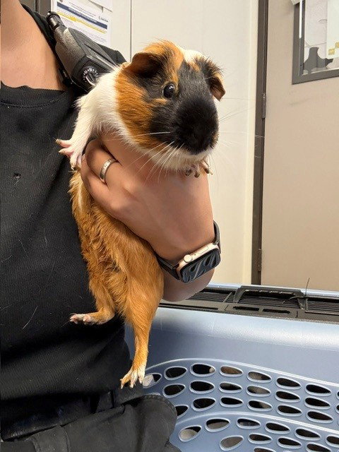 *CALICO JACKIE, a guinea pig for adoption from Burbank Animal Shelter