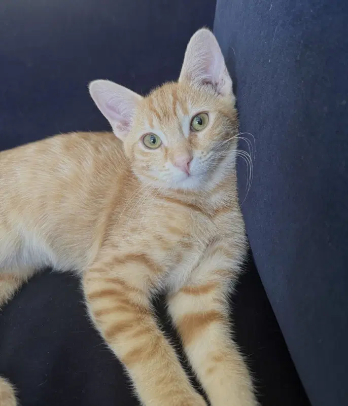 Wybie - Domestic Short Hair