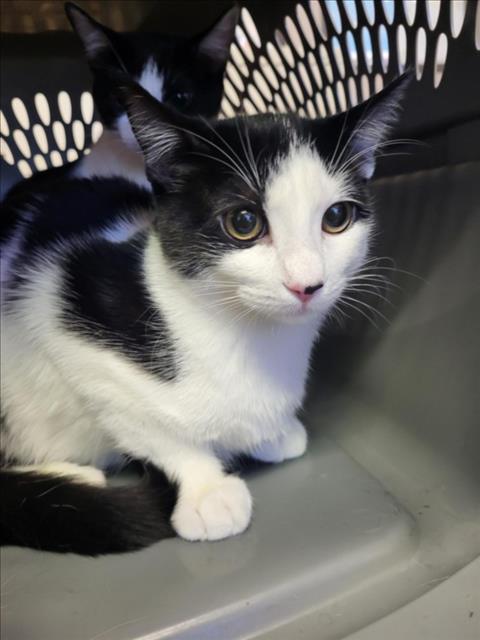 BELLA, a cat for adoption from Burbank Animal Shelter