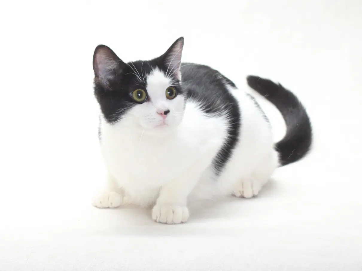 Bella - Domestic Short Hair