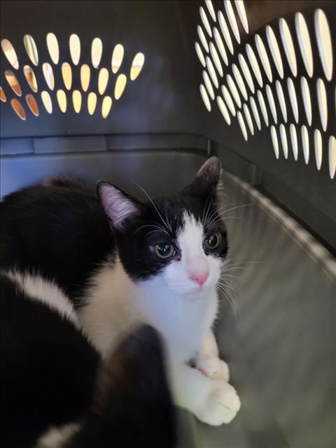 OZZY, a cat for adoption from Burbank Animal Shelter
