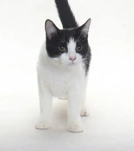Ozzy - Domestic Short Hair