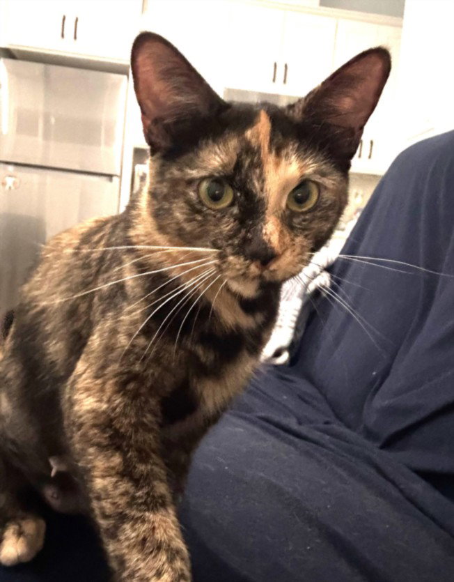 *Sweetheart, Domestic Short Hair