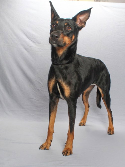 *MACY MAE, a dog for adoption from Burbank Animal Shelter