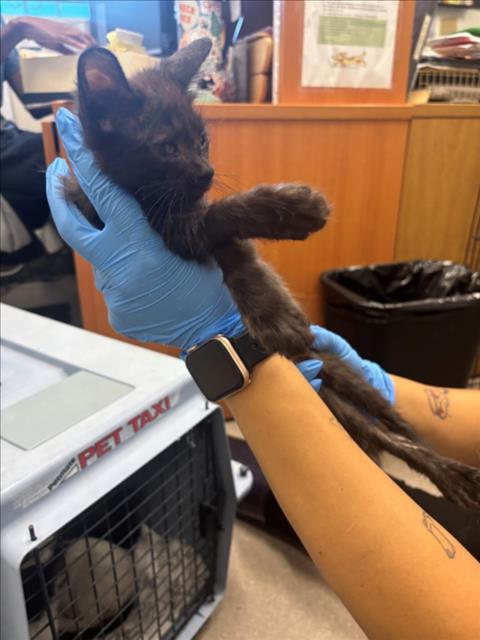 A142835, Domestic Short Hair