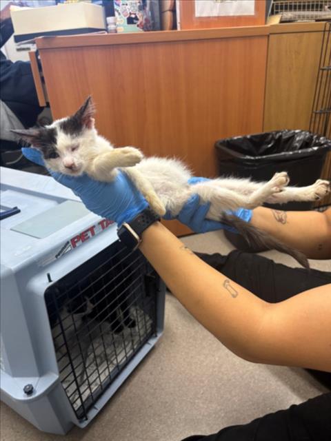 *EDWARD, a cat for adoption from Burbank Animal Shelter