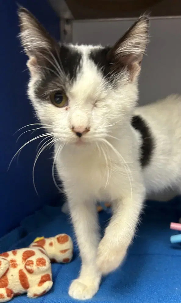 Edward - Domestic Short Hair