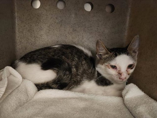 *FLINT, a cat for adoption from Burbank Animal Shelter