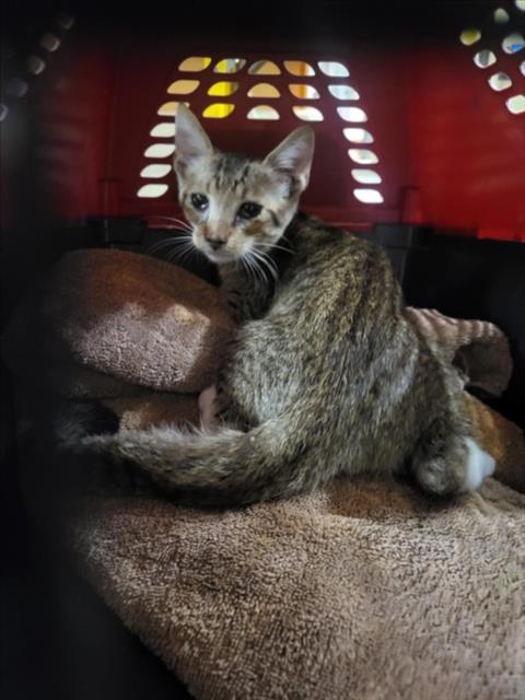 A143518, Domestic Short Hair