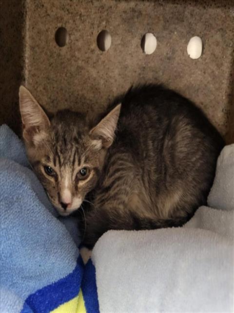 A143577, Domestic Short Hair