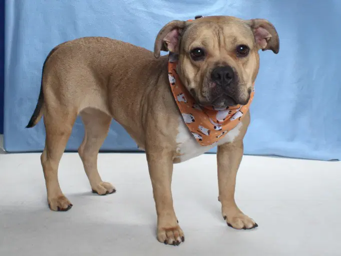 Georgia - American Staffordshire Terrier