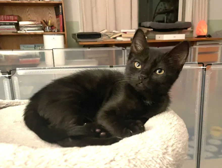 Angel - Domestic Short Hair
